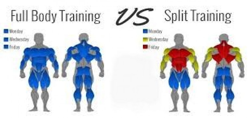 Split Routine vs Full Body?